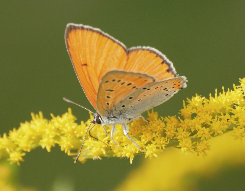 Lycaena dispar rutilus - nagy tűzlepke