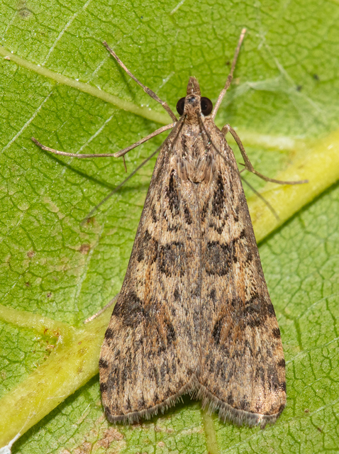 Nomophila noctuella - közönséges vándormoly