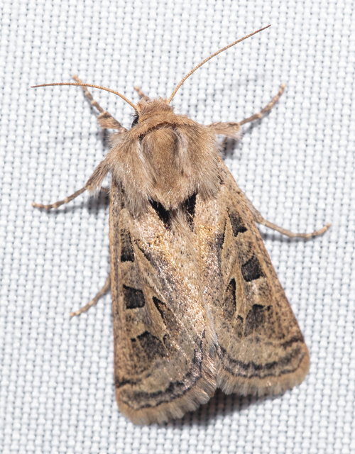 Episema glaucina - fogasjegyű liliombagoly
