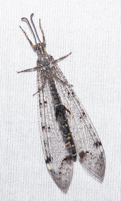 Distoleon tetragrammicus - négyfoltos hangyaleső