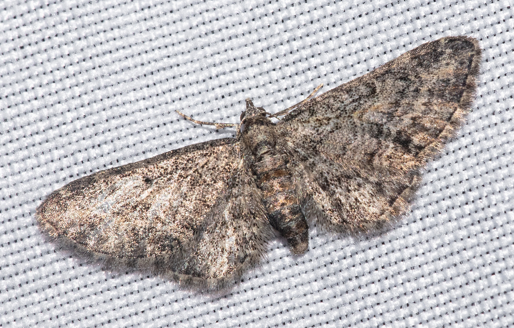 Eupithecia inturbata - juhar-törpearaszoló