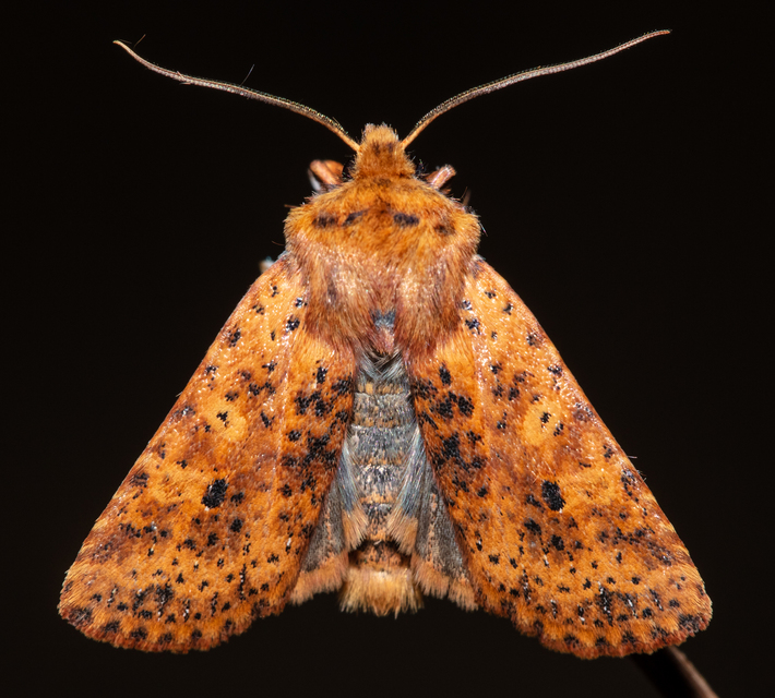 Conistra rubiginea - vörös őszibagoly
