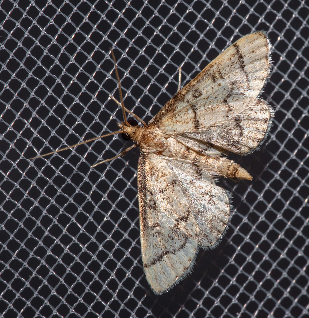 Metasia ophialis - kígyósávos tűzmoly