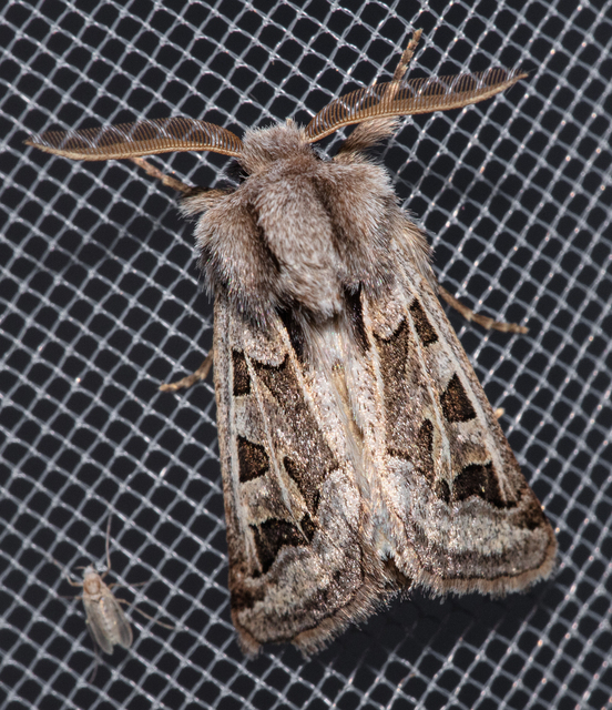 Episema glaucina - fogasjegyű liliombagoly
