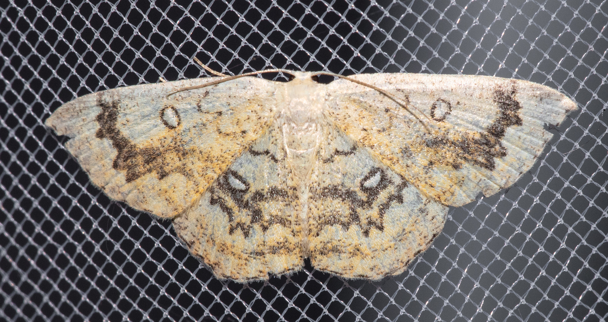 Cyclophora annularia - gyűrűs pettyesaraszoló