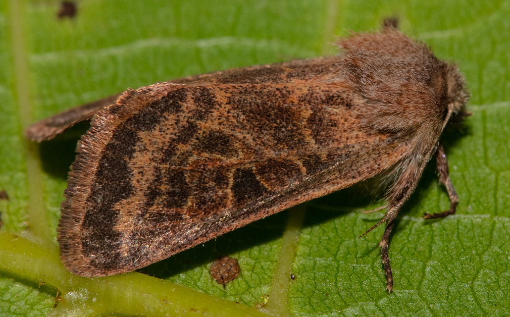 Episema tersa - hármasjegyű liliombagoly