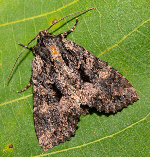 Blepharita satura - őszi porfírbagoly