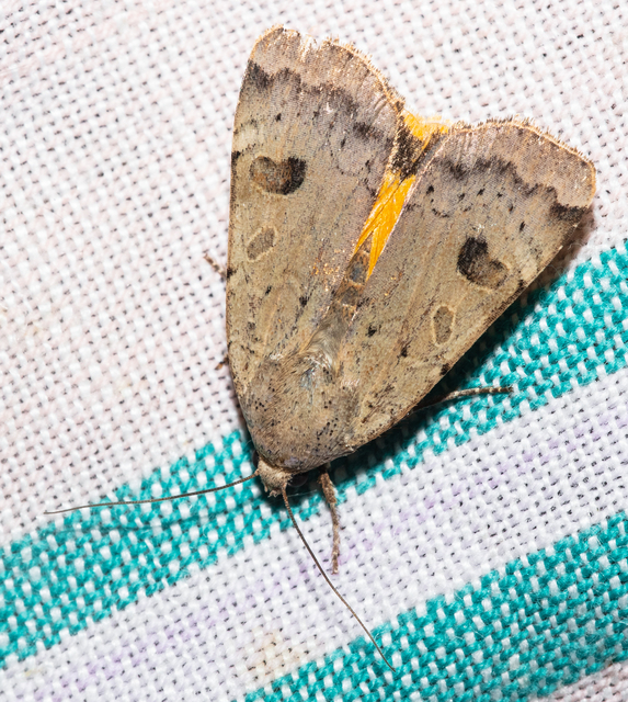 Noctua interposita - köztes sárgafűbagoly