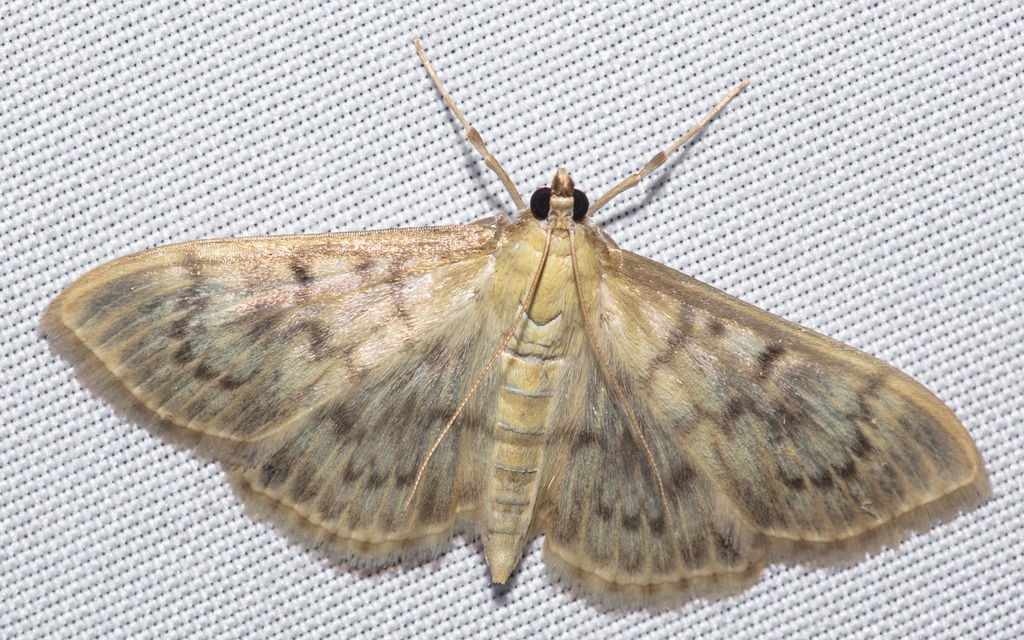 Patania ruralis - csalánevő tűzmoly