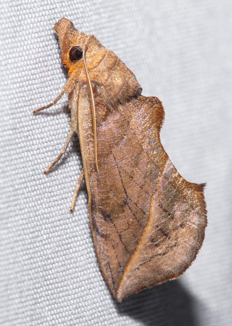 Calyptra thalictri - öblösszárnyú bagoly