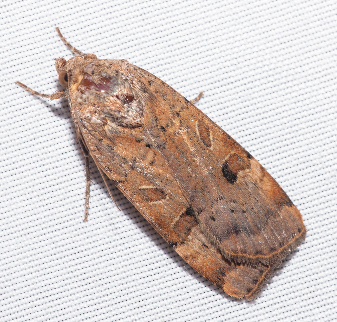 Noctua interposita - köztes sárgafűbagoly