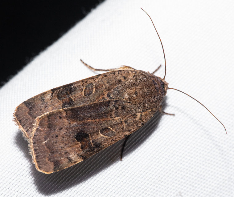 Noctua interposita - köztes sárgafűbagoly