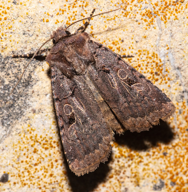 Chersotis rectangula - barna földibagoly