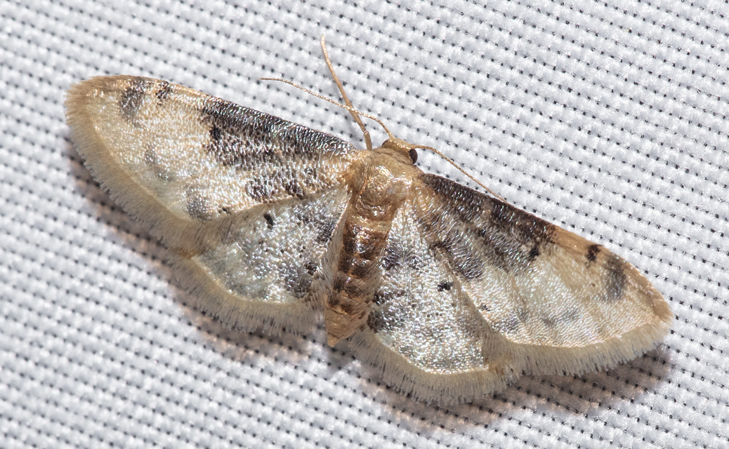 Idaea filicata - sötéttövű apróaraszoló