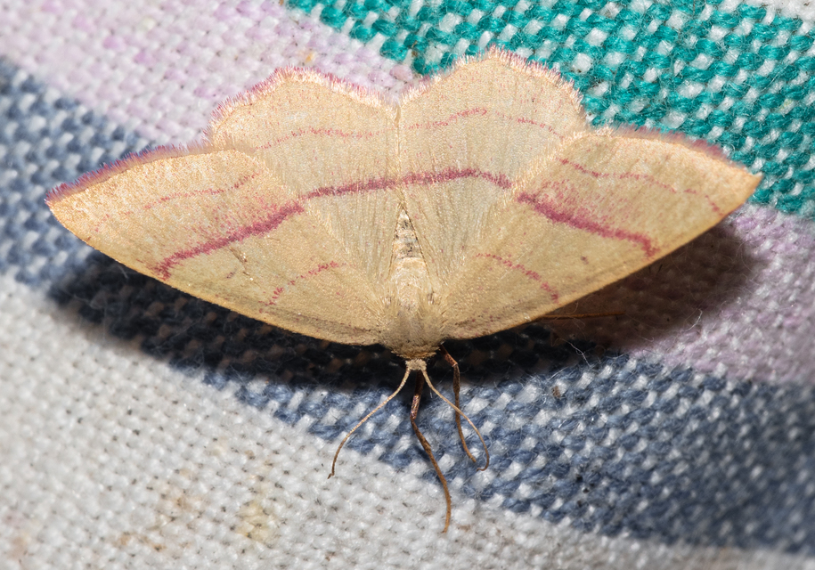 Rhodostrophia vibicaria - pirosszélű araszoló