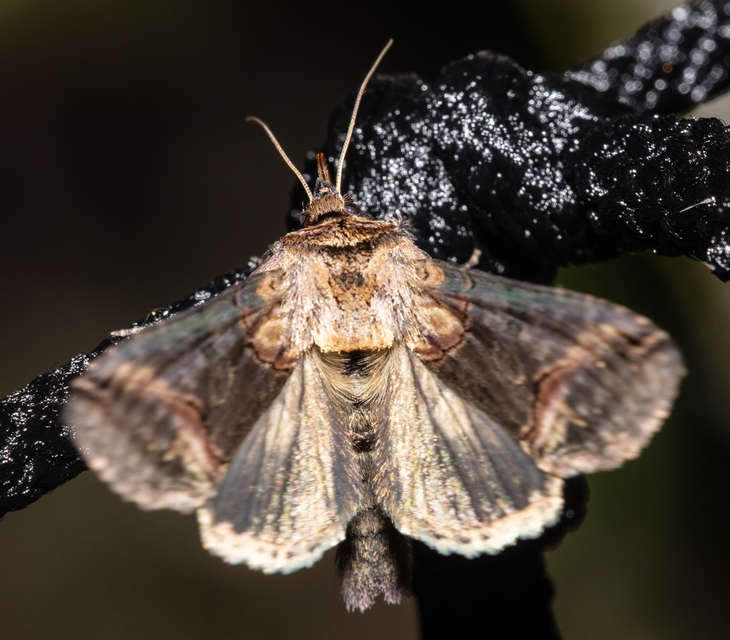 Abrostola triplasia - közönséges csalánbagoly