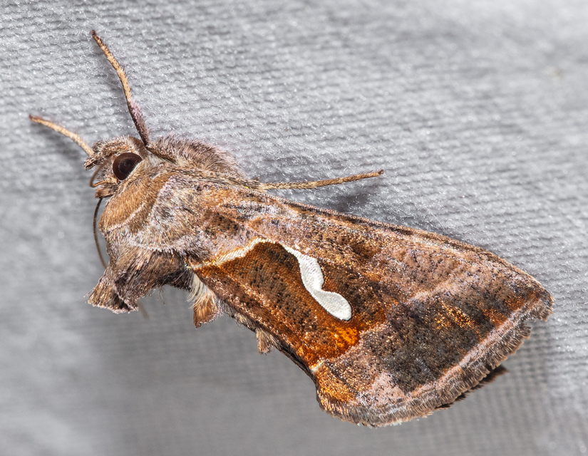 Macdunnoughia confusa - cseppfoltos ezüstbagoly