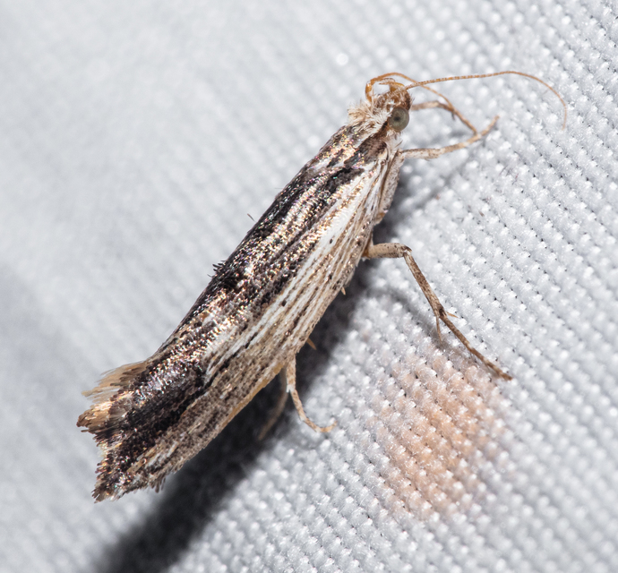 Ypsolopha scabrella - körtelevél-tarkamoly