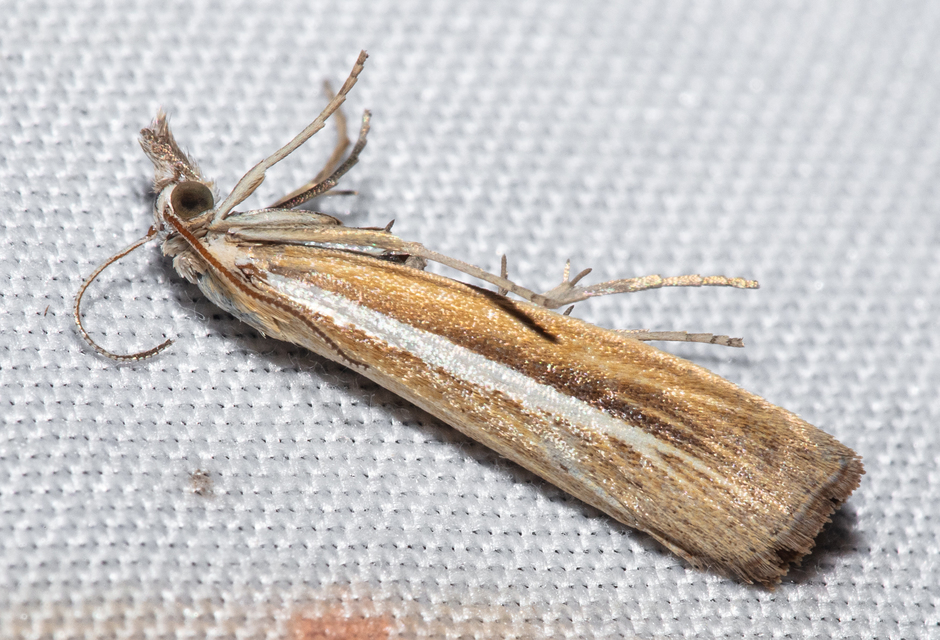 Agriphila