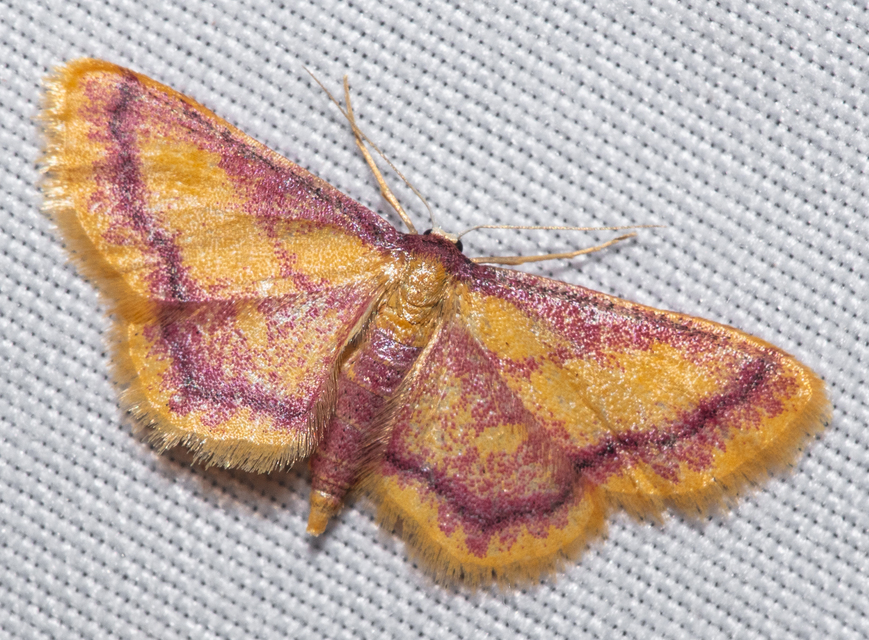 Idaea muricata - mocsári pirosaraszoló