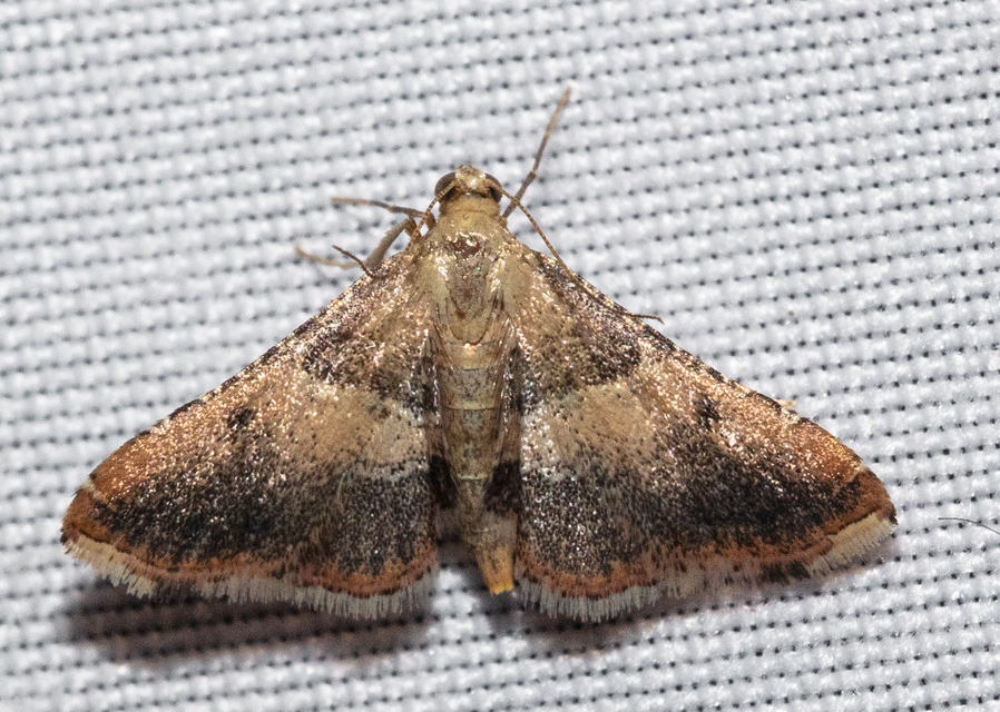 Endotricha flammealis - tüzesszárnyú fényilonca