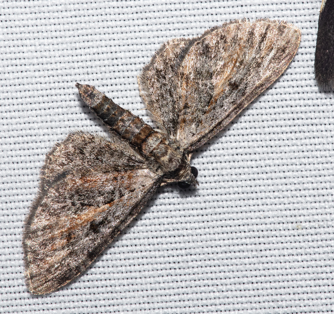 Eupithecia icterata - rozsdafoltos törpearaszoló