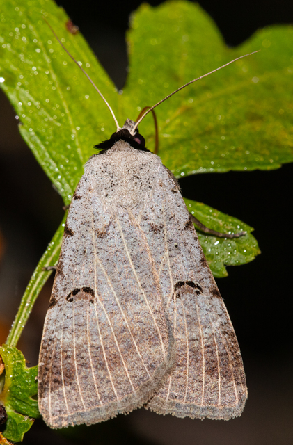 Lygephila craccae - gyakori csüdfűbagoly