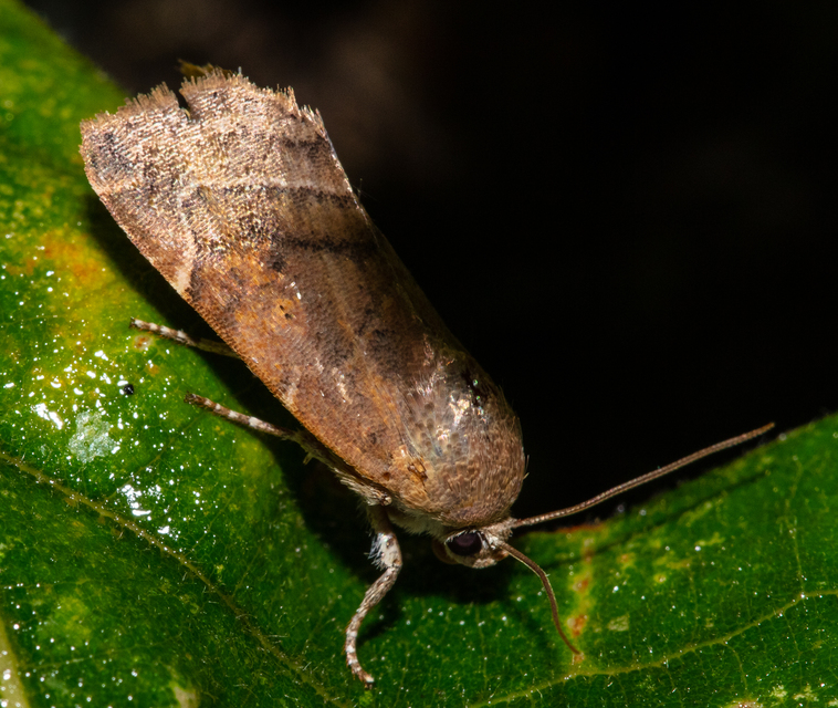 Cosmia affinis - barna lombbagoly