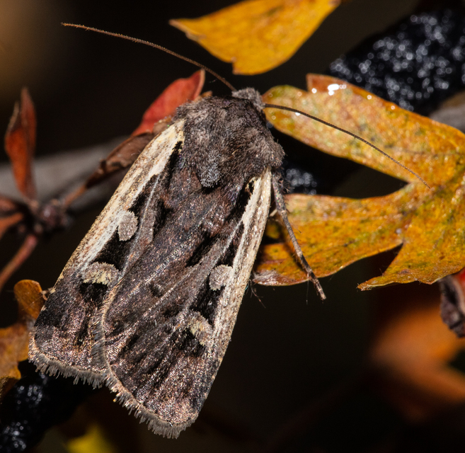 Euxoa hastifera pomazensis - szegélysávos földibagoly