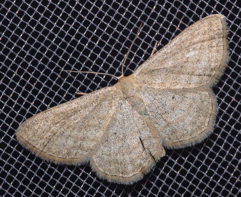 Scopula virgulata - vesszős sávosaraszoló