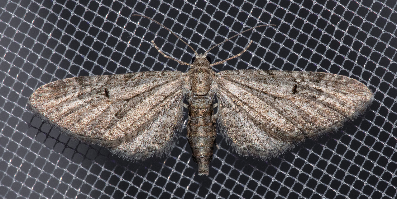 Eupithecia innotata - hegyesszárnyú törpearaszoló
