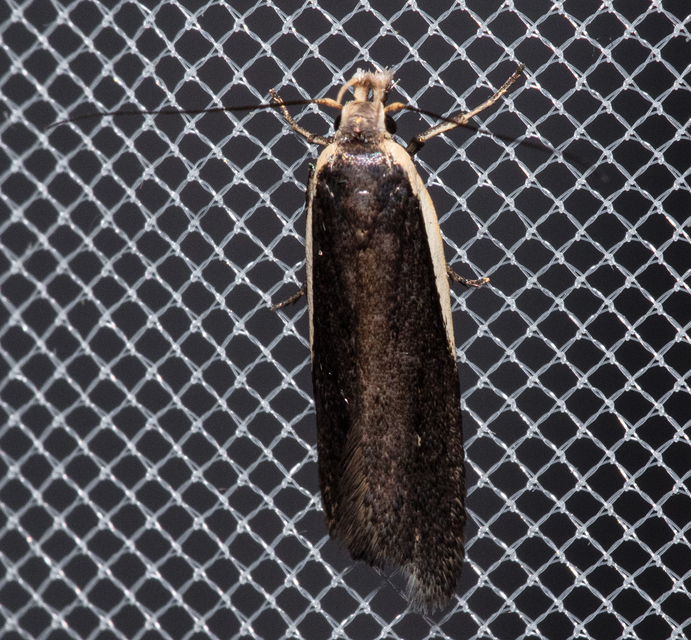 Nothris lemniscellus - fehérvállú sarlósmoly