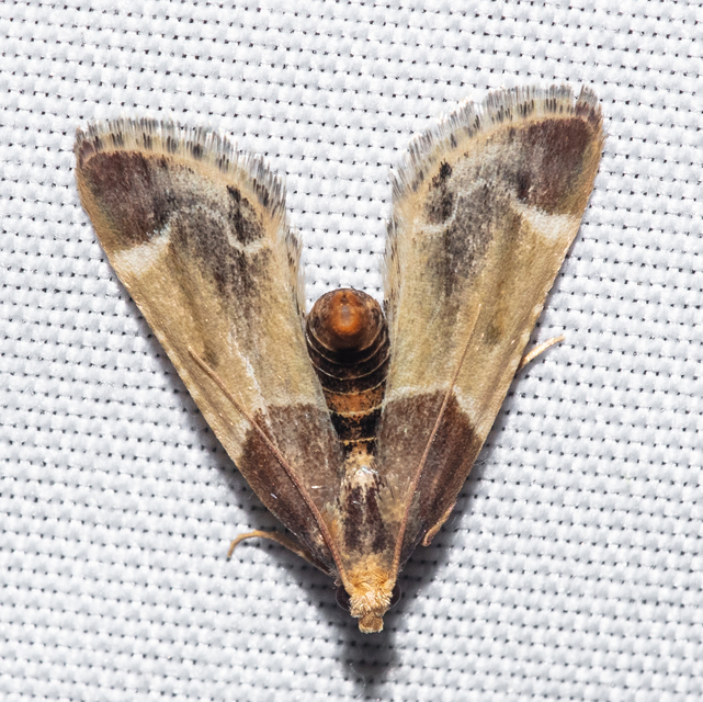 Pyralis farinalis - lisztilonca