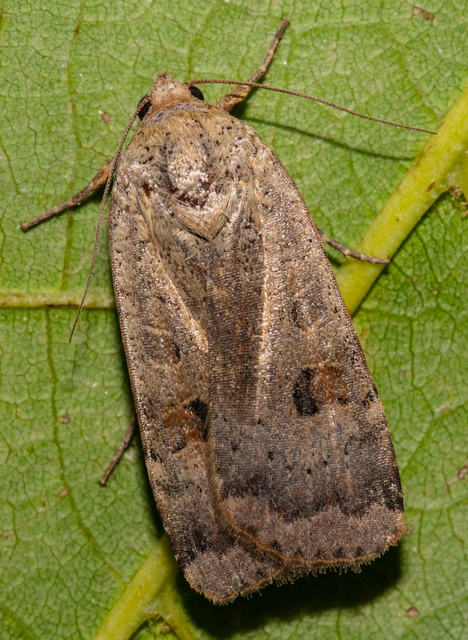 Noctua interposita - köztes sárgafűbagoly