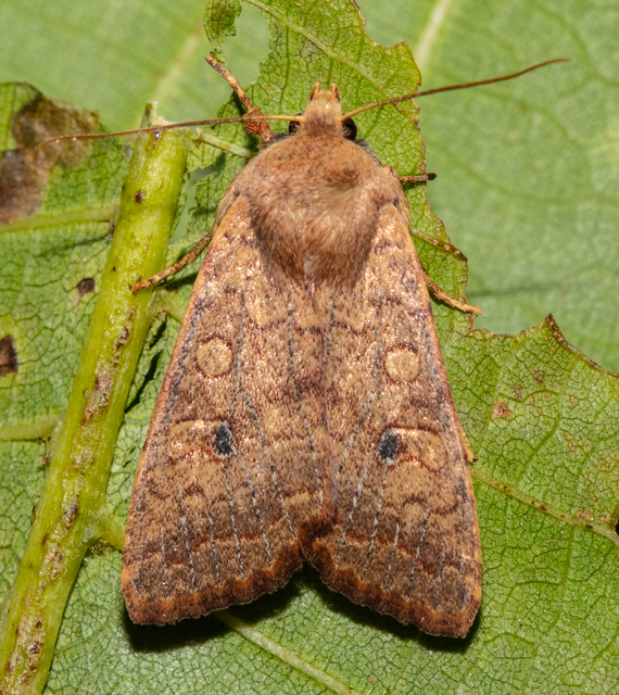 Sunira circellaris - okkersárga őszibagoly