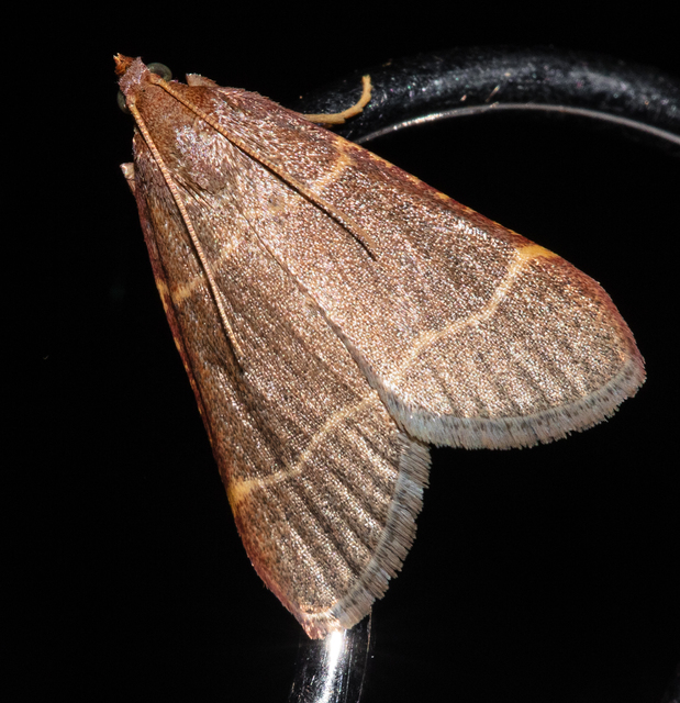 Hypsopygia glaucinalis - rezes fényilonca
