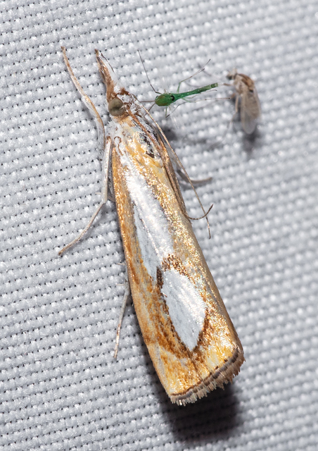 Catoptria pinella - ezüstös fűgyökérmoly