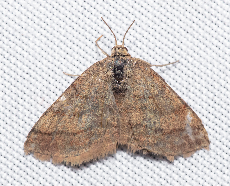 Scopula rubiginata - réti pirosaraszoló