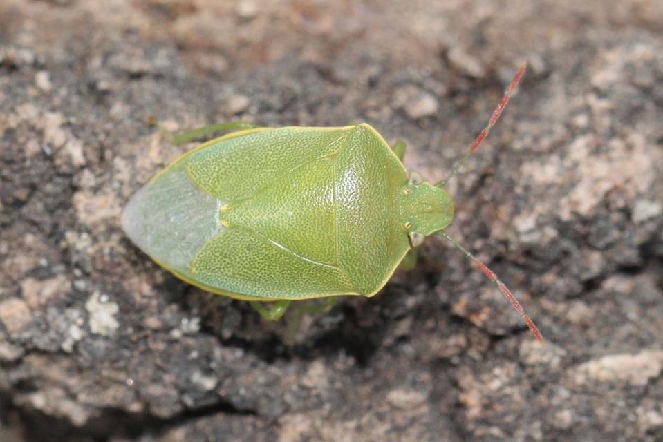 Acrosternum heegeri - rőtcsápú vándorpoloska
