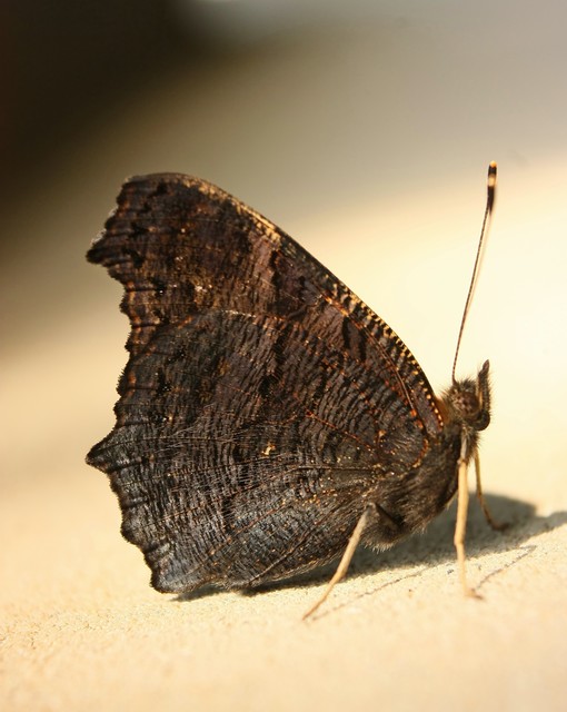 Nymphalis io - nappali pávaszem
