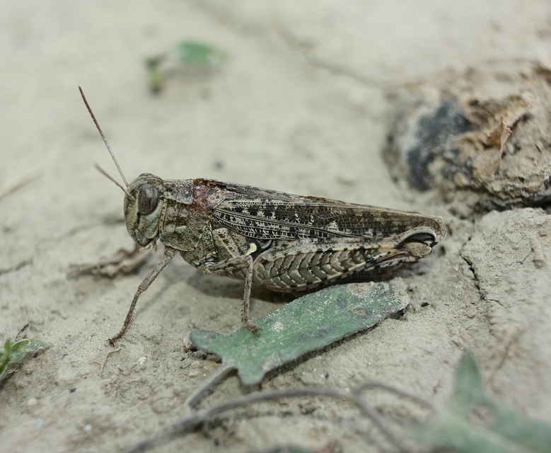 Calliptamus italicus - olaszsáska