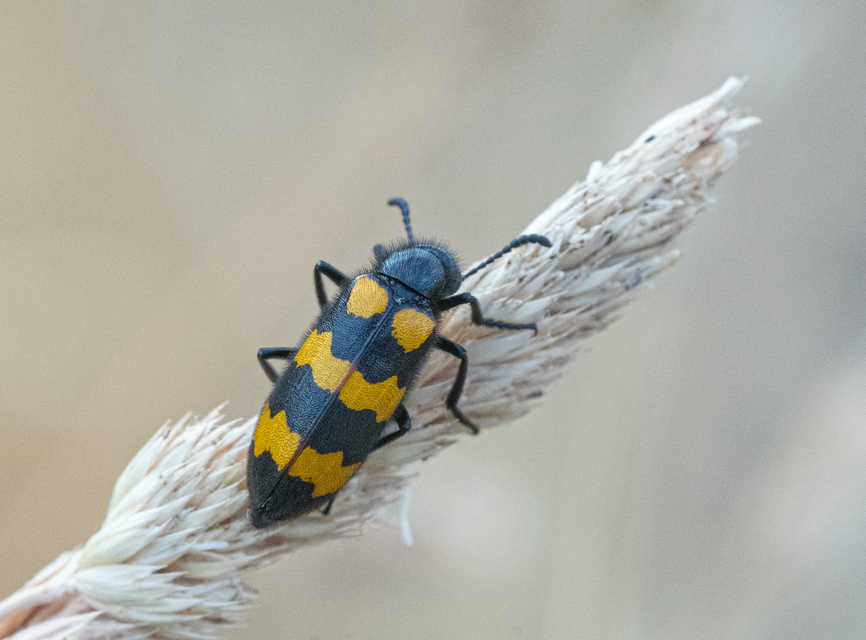 Mylabris variabilis - szalagos hólyaghúzó Mylabris variabilis - szalagos hólyaghúzó