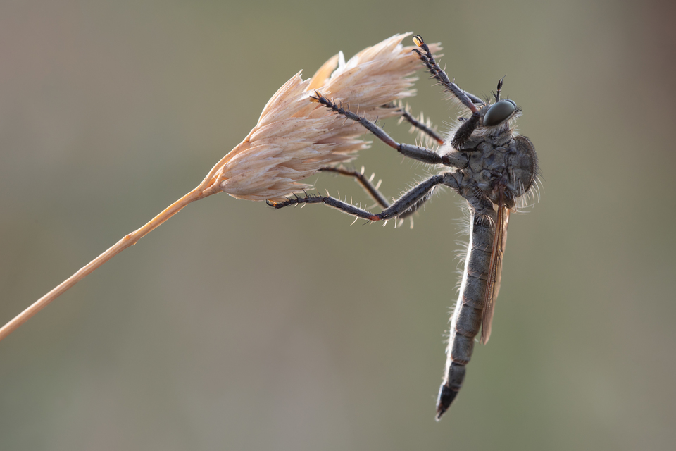 Machimus rusticus