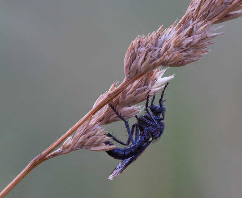 Dasypogon
