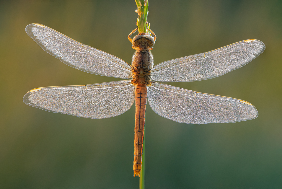 Orthetrum coerulescens - karcsú pásztorszitakötő