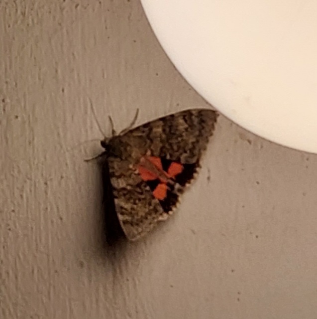 Catocala elocata - közönséges övesbagoly