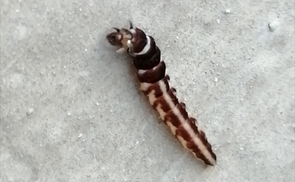 Helcystogramma triannulella - szuláksodró lápimoly