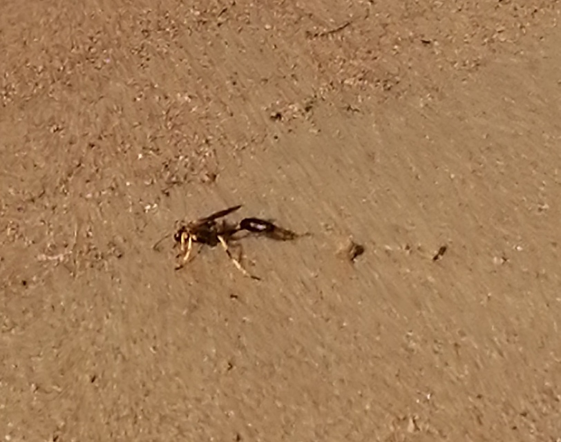 Sceliphron caementarium - feketenyelű lopódarázs