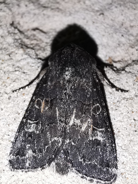 Tholera cespitis - sötét fésűsbagoly