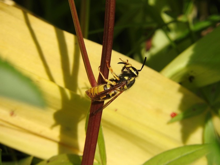 Vespula germanica - német darázs